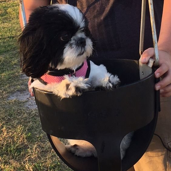 Shih Tzu in swing