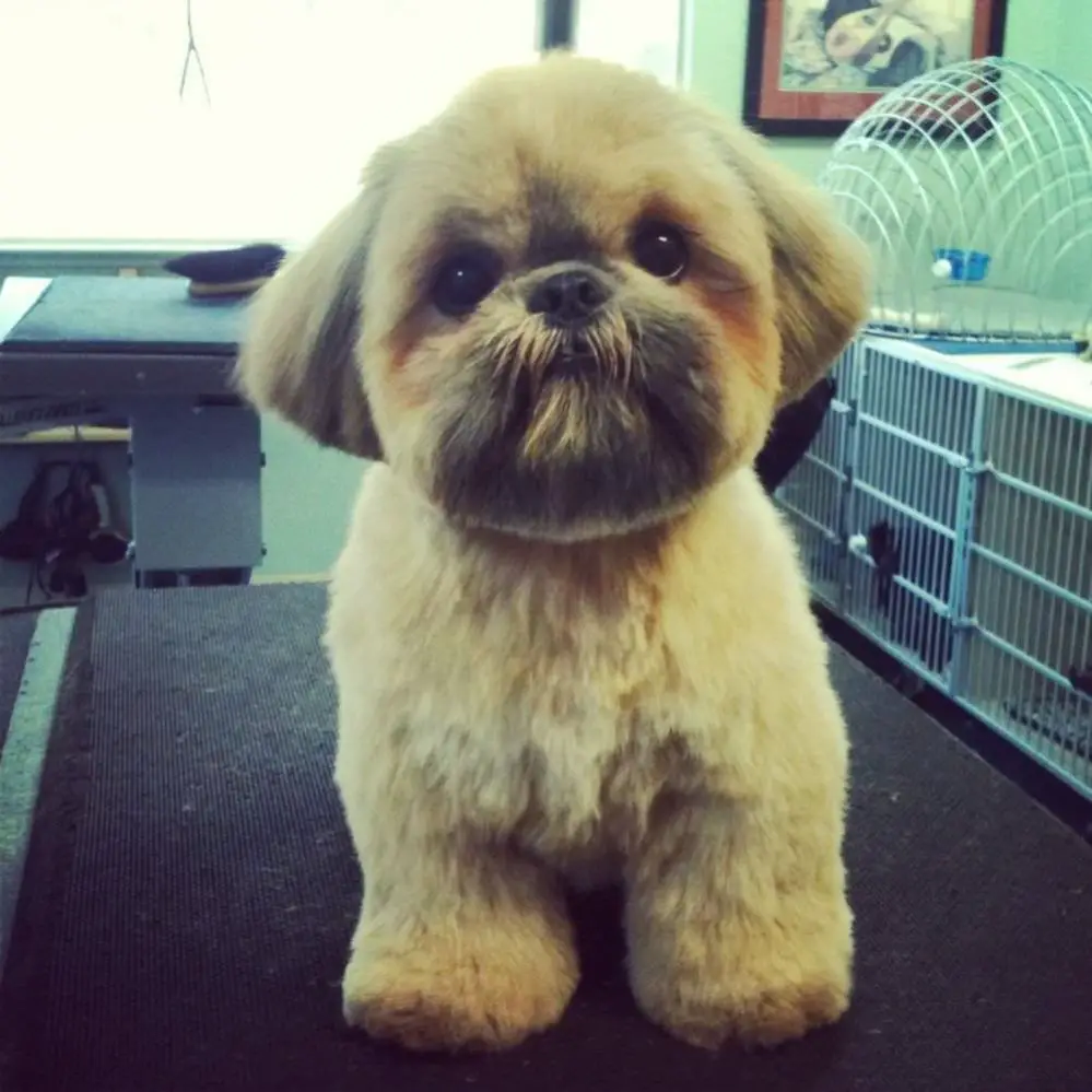 Top 10 Popular Shih Tzu Haircuts (30+ Pictures) | The Paws