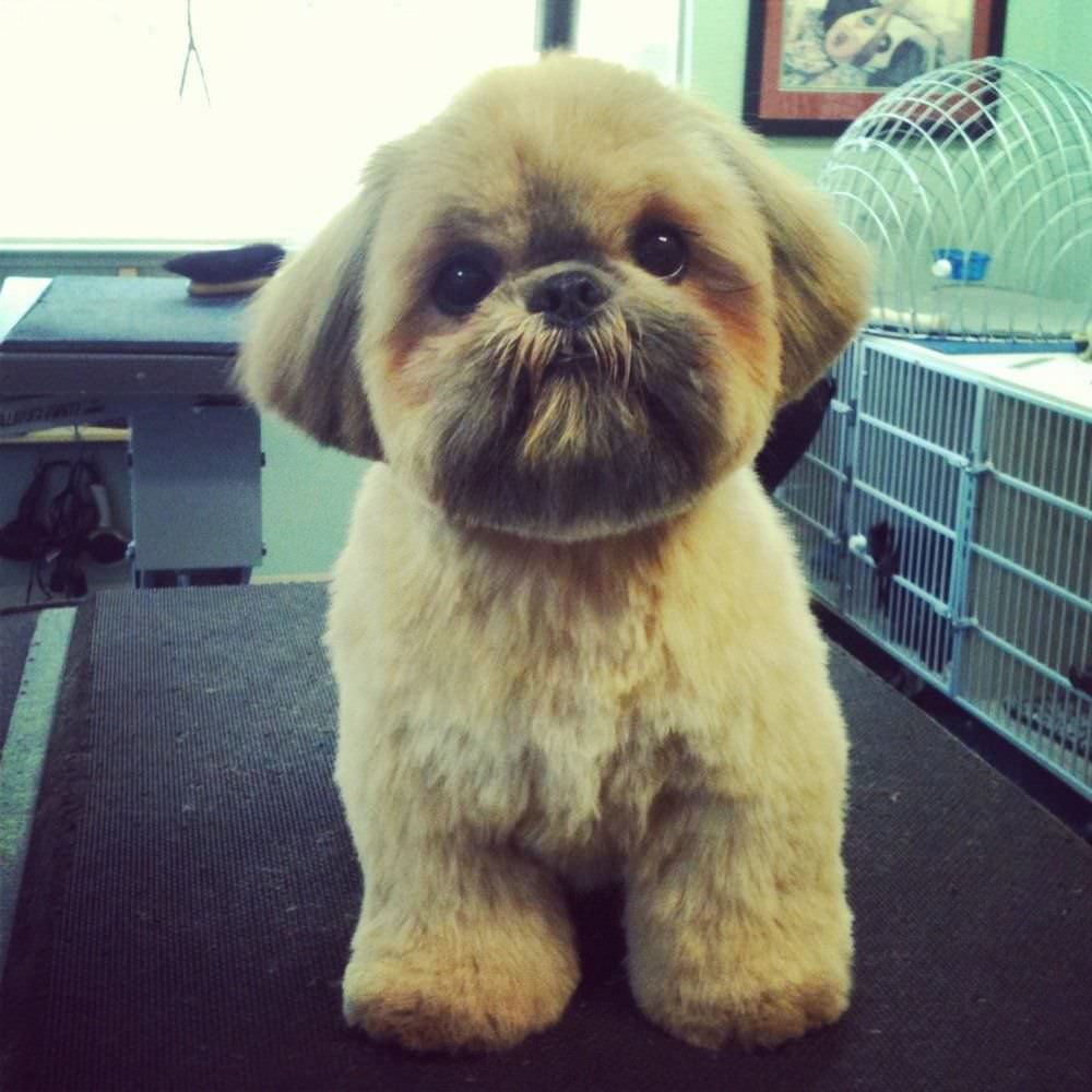 Shih Tzu Haircuts  6 Beautiful Shih Tzu Haircuts  ShihTzu Buzz  Shih  tzu haircuts Shih tzu puppy Shih tzu grooming