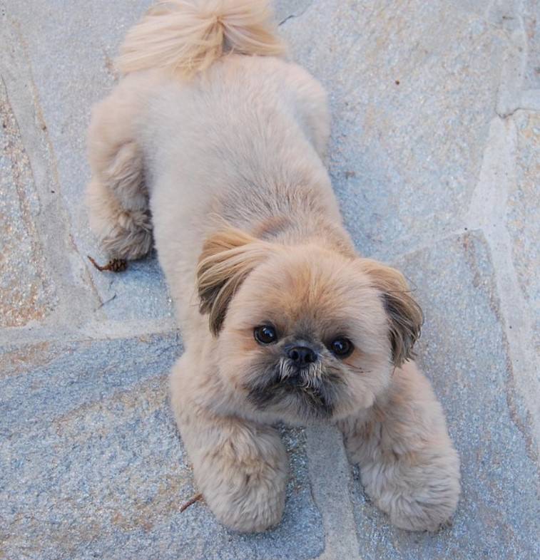 Shih Tzu Teddy Bear Cut, Shih tzu puppy cut