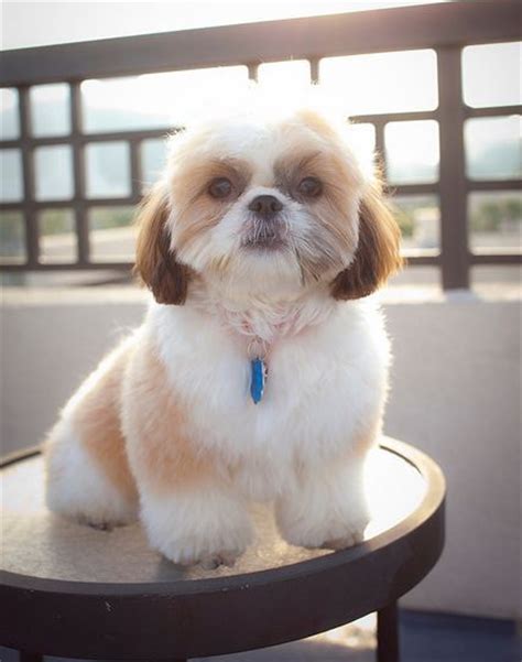 Shih Tzu Teddy Bear Cut, Shih tzu puppy cut