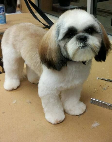 Shih Tzu Teddy Bear Cut, Shih tzu puppy cut, Shih Tzu Summer Cut