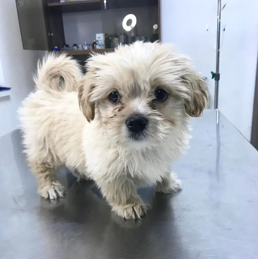 A Rat Shih standing on top of the stainless steel table in the vet