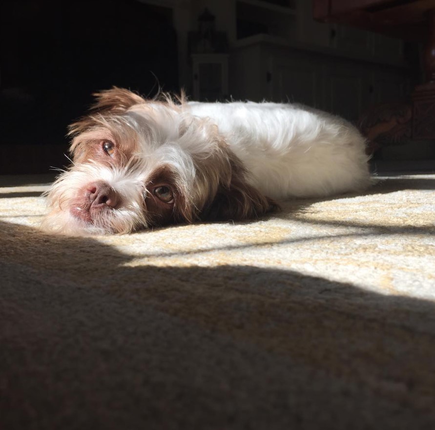 A sad Rat Shih lying on the floor under the sunlight