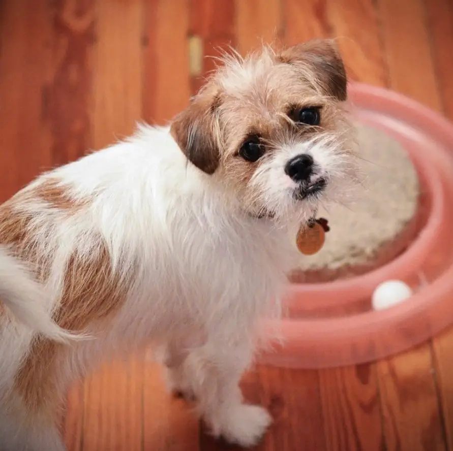 A Rat Shih standing on the floor in front of its food bowl