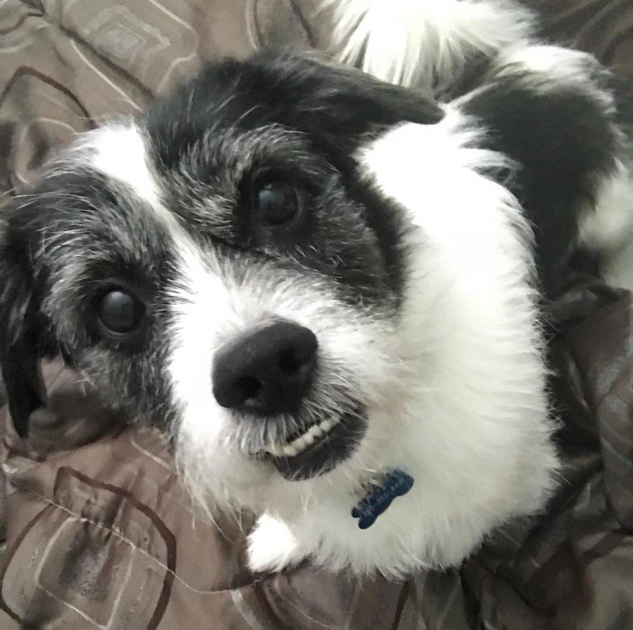 A Rat Tzu dog sitting on the bed with its begging face