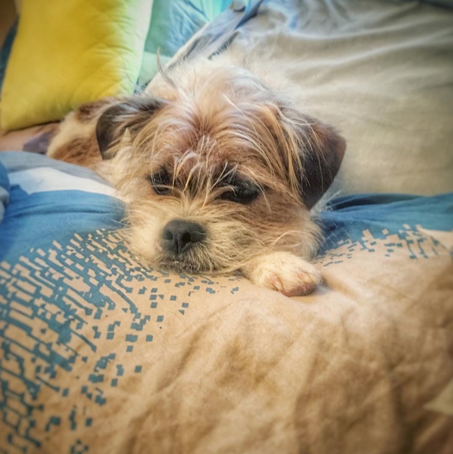 A Rat Shih lying on the bed with its tired face