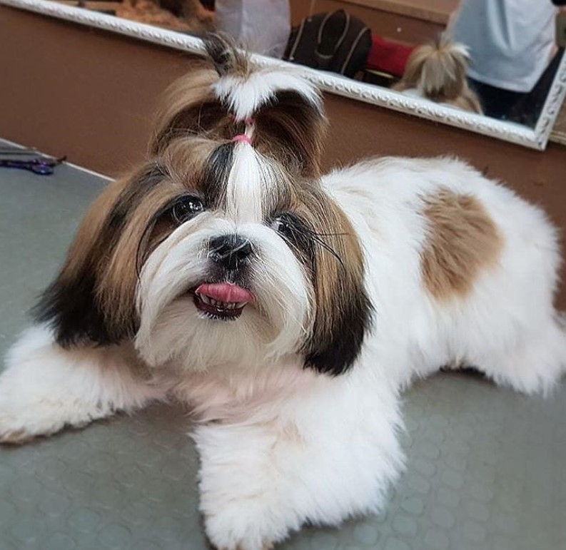 Shih Tzu Topknot Style