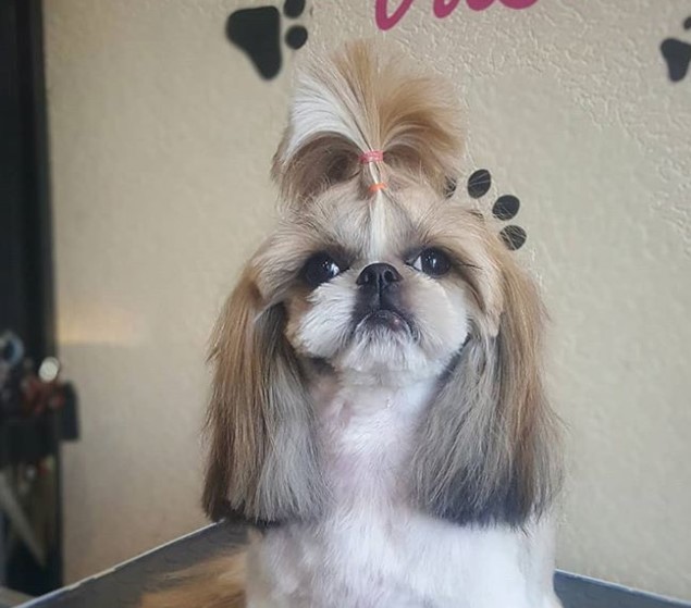 Shih Tzu Topknot Style, Shih Tzu Haircut Face