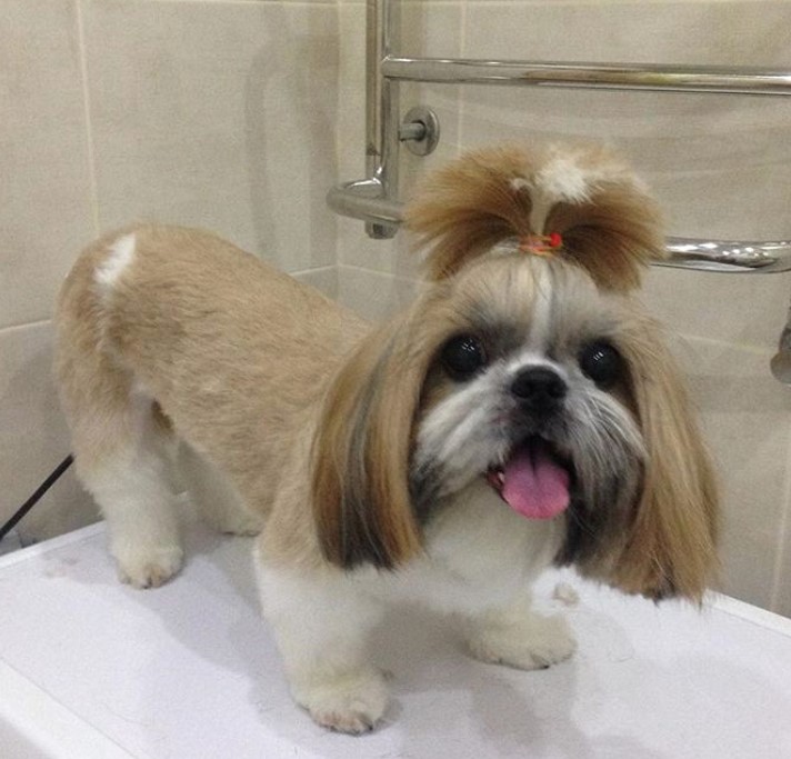 Shih Tzu Topknot Style