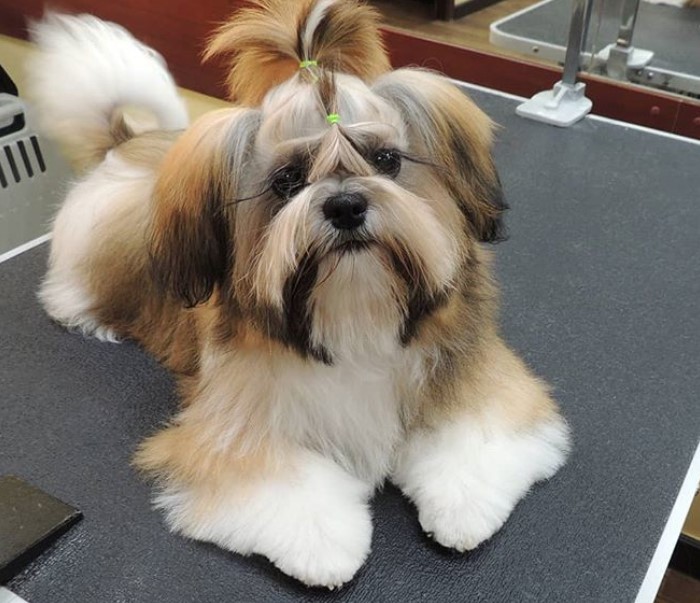 Shih Tzu Topknot Style