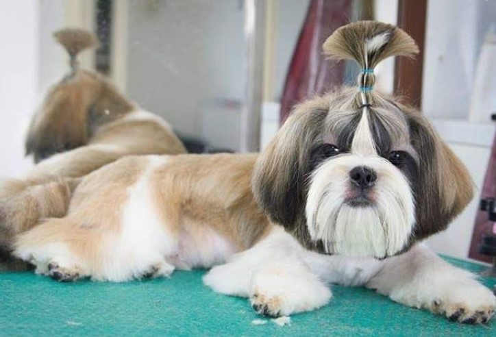 Shih Tzu Topknot Style