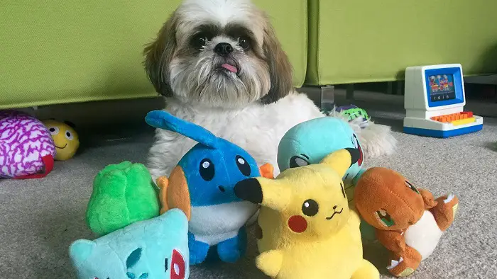 Shih Tzu lying on the floor with its stuffed toys