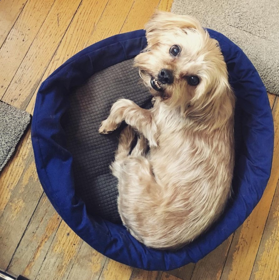 Shorkie Tzu lying on its bed