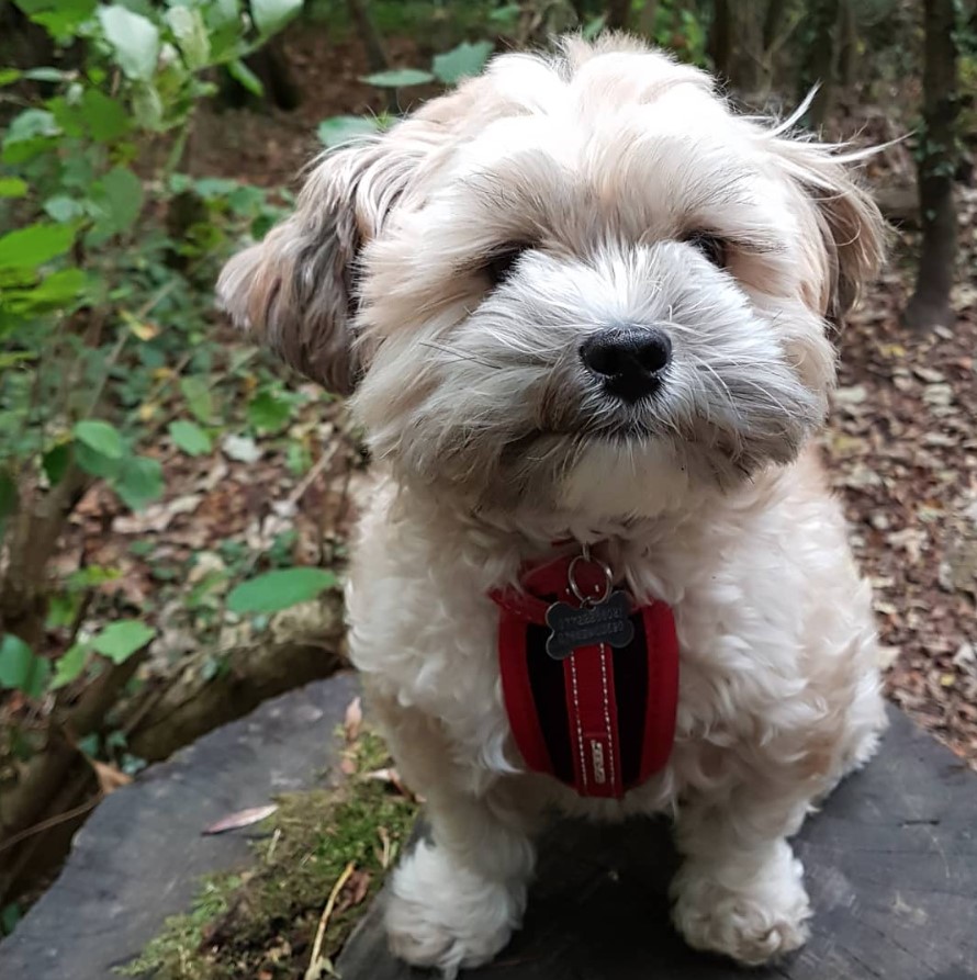 Shorkie Tzu dog with cream and brown curly hair sitting on top of the rock in the forest