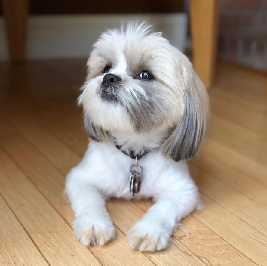 Shorkie dog lying on the wooden floor