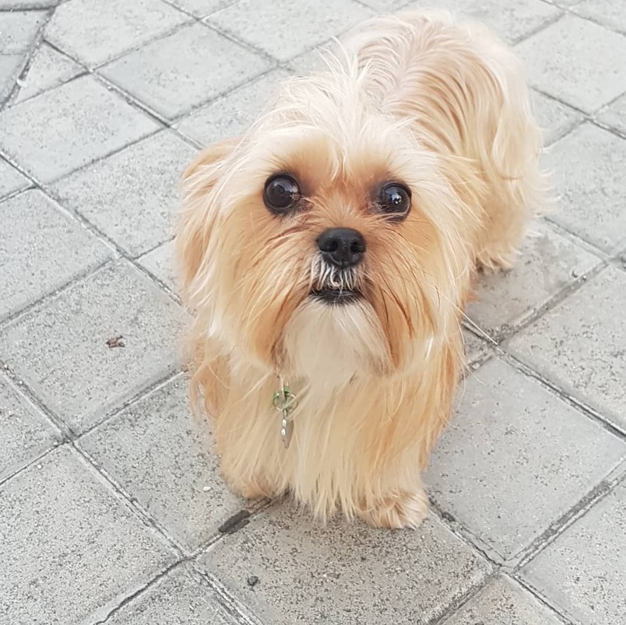 Shorkie Tzu dog with tan medium length fur