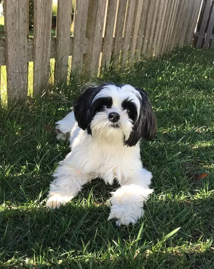 white and black colored Shorkie Tzu puppy dog lying on the green grass