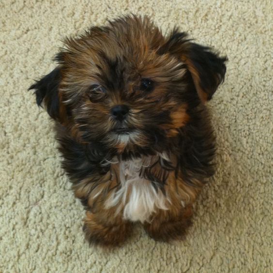 Shorkie Tzu dog sitting on the floor