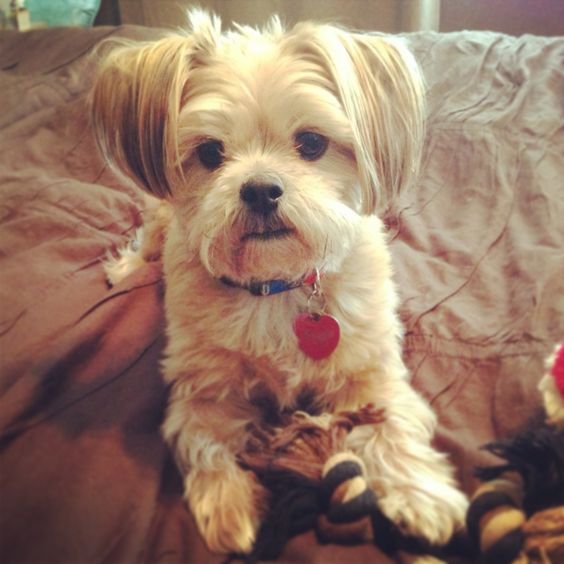 Shorkie Tzu puppy with cream fur color lying on the bed