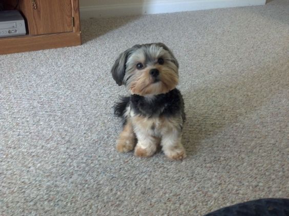 Yorkshire Terriers Mixed With Shih Tzu puppy sitting on the floor