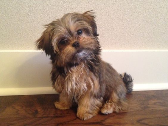 Yorkshire Terriers Mixed With Shih Tzu dog sitting on the floor while tilting its head