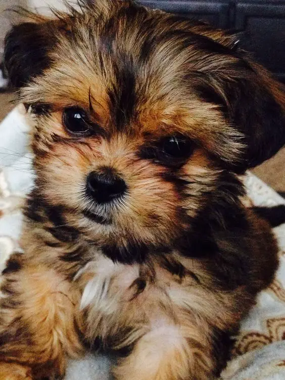 Yorkshire Terriers Mixed With Shih Tzu puppy with tan and chocolate brown hair