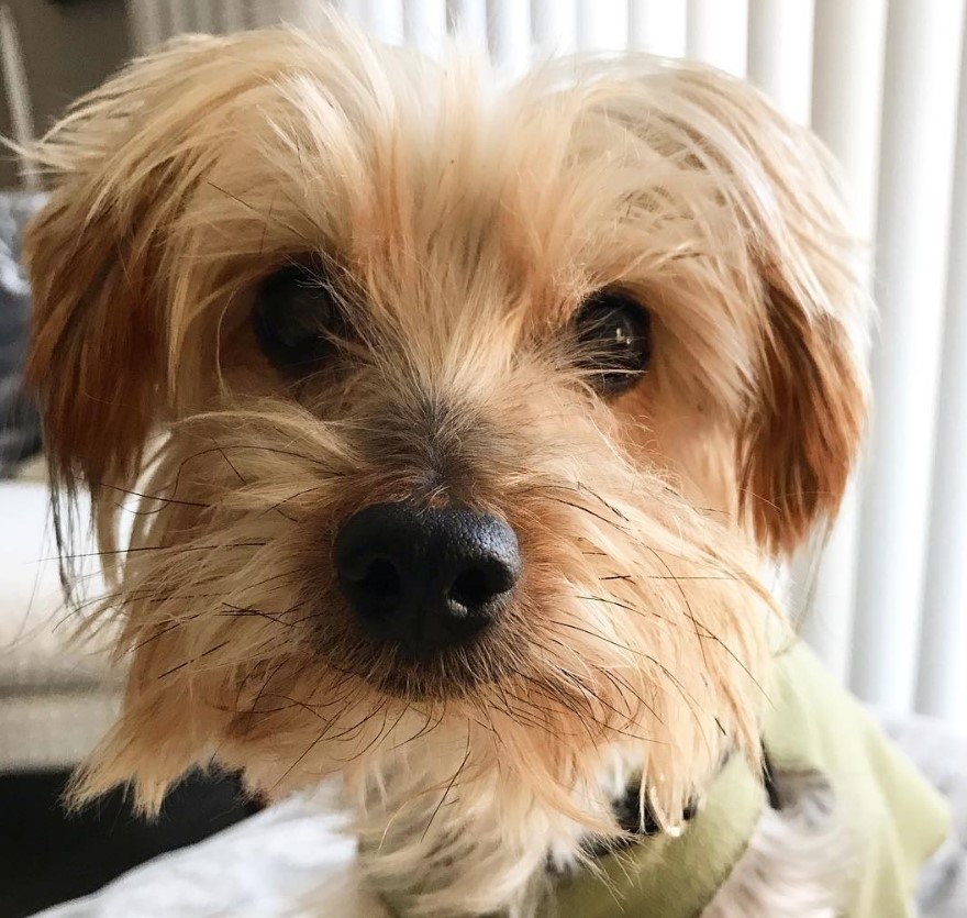 Shorkie Tzu dog sitting on the bed