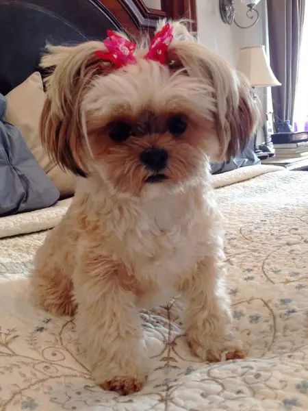 Yorkshire Terriers Mixed With Shih Tzu dog sitting on the bed with pink pony tails on top of its head