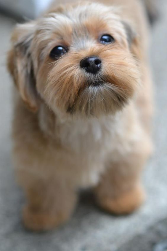 Yorkshire Terriers Mixed With Shih Tzu puppy with its begging face