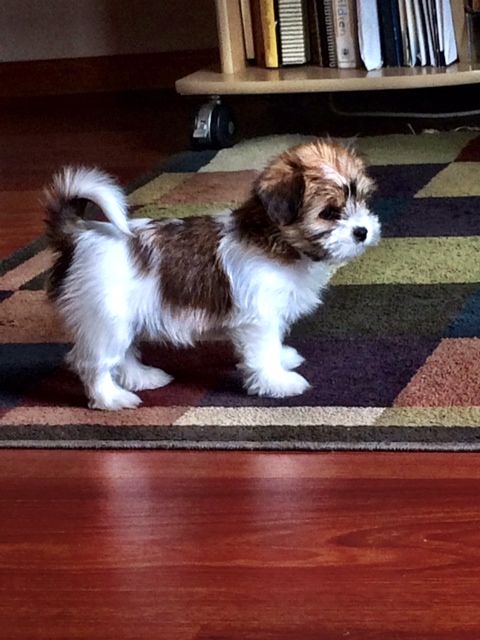 Yorkshire Terriers Mixed With Shih Tzu puppy with brown and white pattern hair