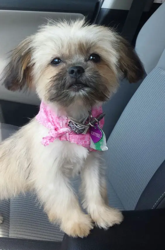 curious Shorkie Tzu puppy on the passenger seat
