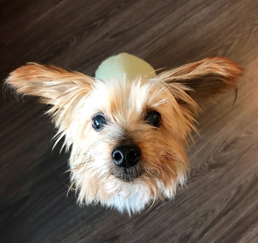 Shorkie Tzu puppy sitting on the floor while looking up