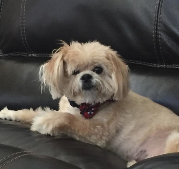 Cute Shorkie Tzu with cream color fur lying on the couch