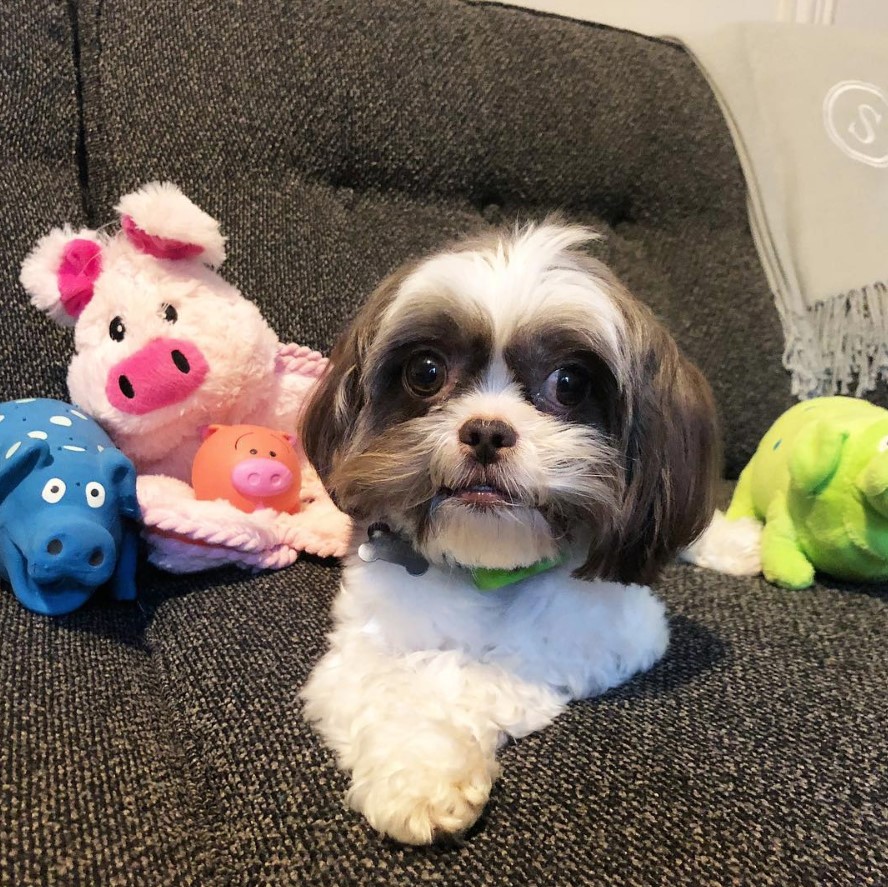 Shorkie Tzu puppy with brown and white fur lying on the couch with its toys