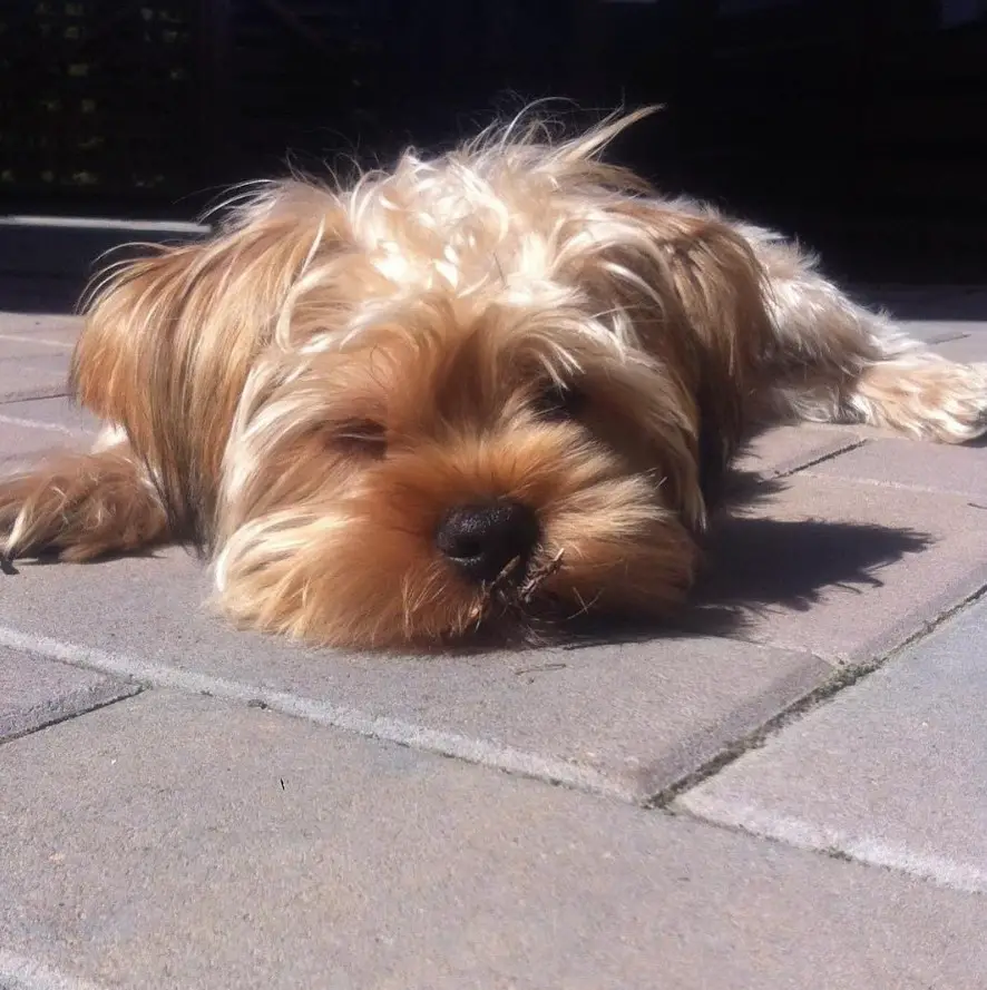 Shorkie Tzu puppy lying on the pavement under the sunlight