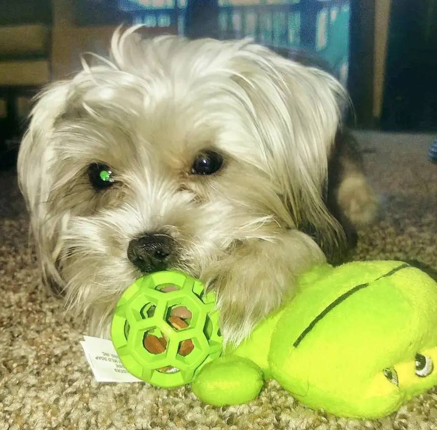 Shorkie Tzu puppy lying on the floor playing with its toy