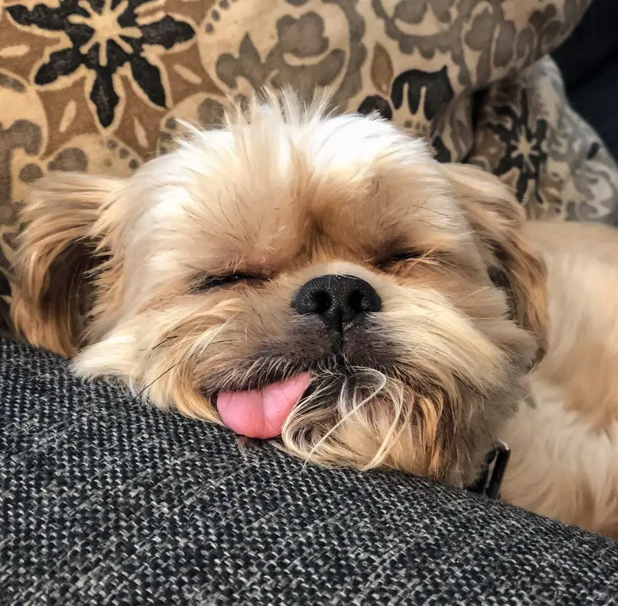 Shorkie Tzu dog with tan colored fur sleeping on the couch with its tongue out