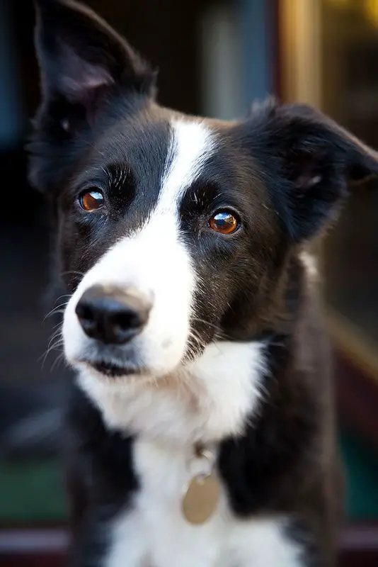 Short Haired Border Collie photo focused on its begging face.
