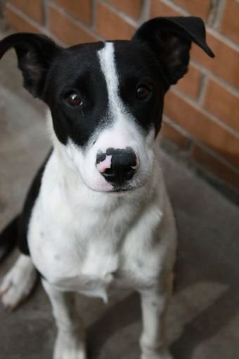 Short Haired Border Collie sitting on the pavement while looking up with its begging ayes.