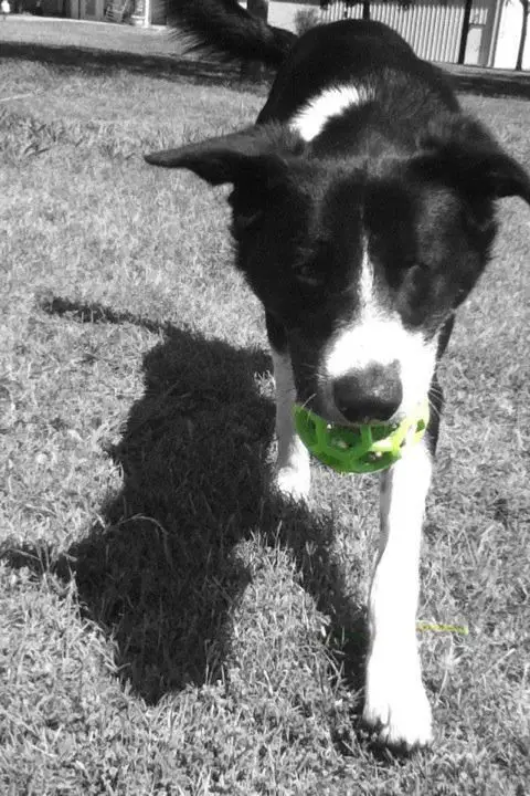 Short Haired Border Collie walking in the yard with a ball in its mouth.