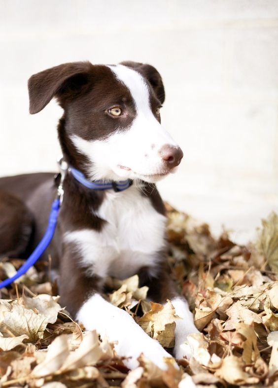 Short Haired Border Collie lying on the ground with dried leaves.