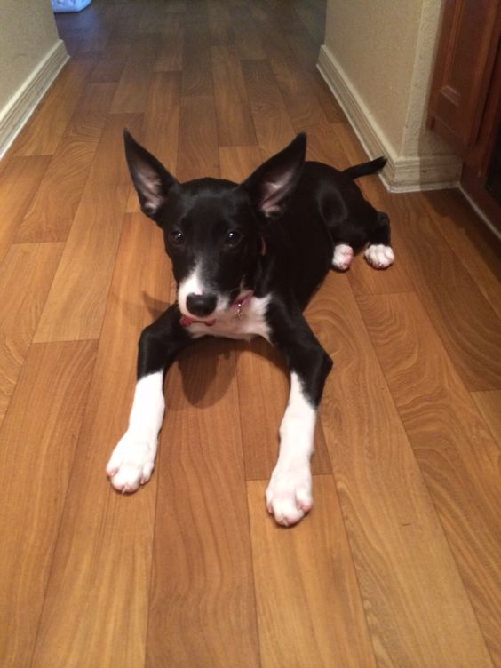 Short Haired Border Collie puppy lying down on the wooden floor.