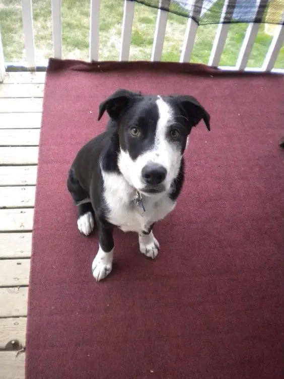 Short Haired Border Collie sitting in the balcony