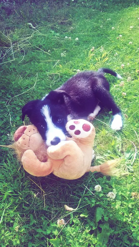 Short Haired Border Collie puppy lying on the green grass while playing with its lion stuffed toy