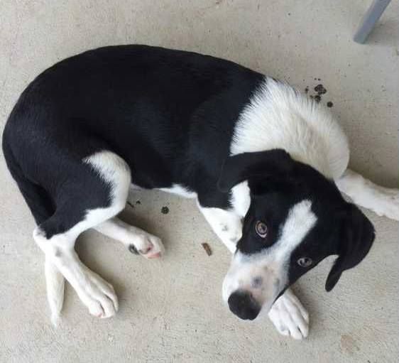 Short Haired Border Collie lying on the floor