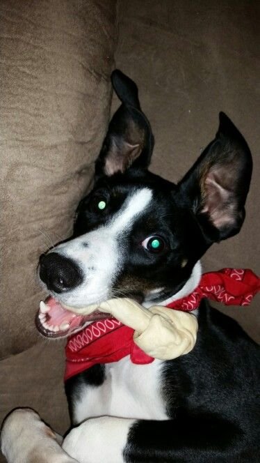 Short Haired Border Collie lying on the floor with a chew bone in its mouth.