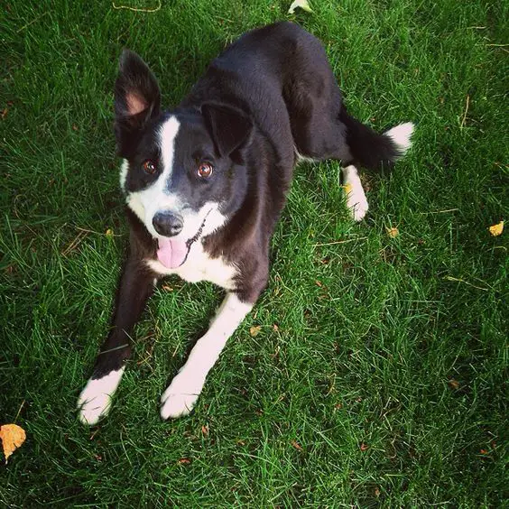 The 23 Cutest Pictures of Short Haired Border Collies