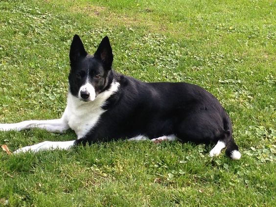 Short Haired Border Collie lying on the grass