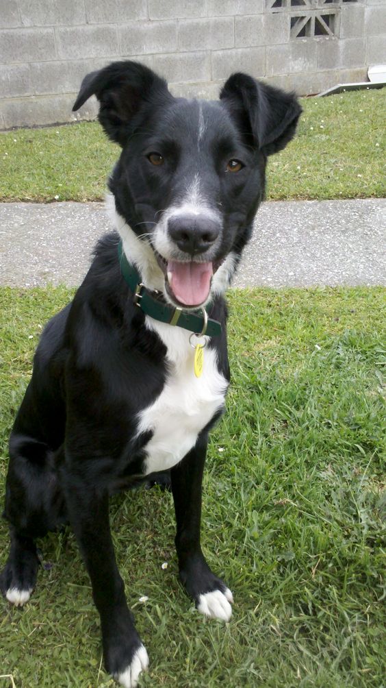 Short Haired Border Collie sitting on the grass with its happy face.